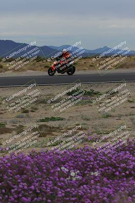 media/Jan-14-2023-SoCal Trackdays (Sat) [[497694156f]]/Turn 14 Exit Bloomig (145pm)/